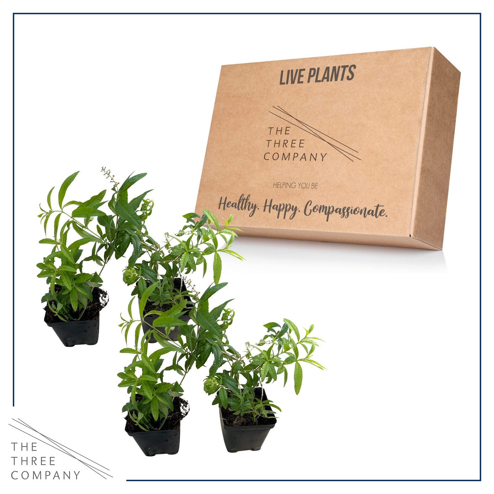 Live Herb Lemon Verbena 4 Per Pack Aromatic Health Enhancer 6″ Tall 4″ Wide 1