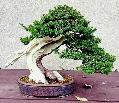 10 Japanese “Spreading” Yew (Taxus cuspidata) Tree Seeds, Bonsai or Landscaping