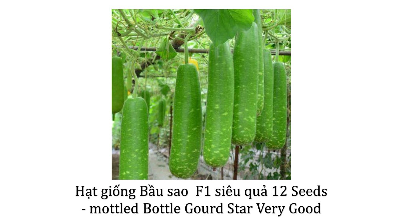 Hạt Giống Bầu Sao Mottled Bottle Gourd Star 30 Seed Trái ngắn short productive