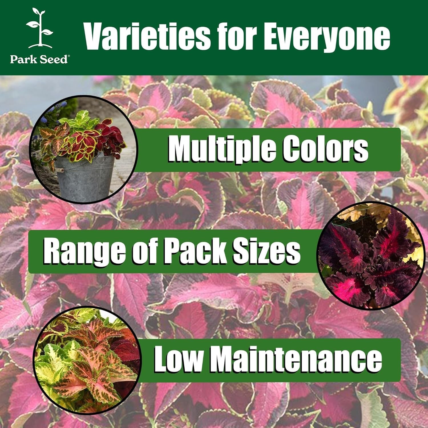 Heirloom Giant Exhibition Coleus Seeds – Classic Victorian Beauty, Pack of 20