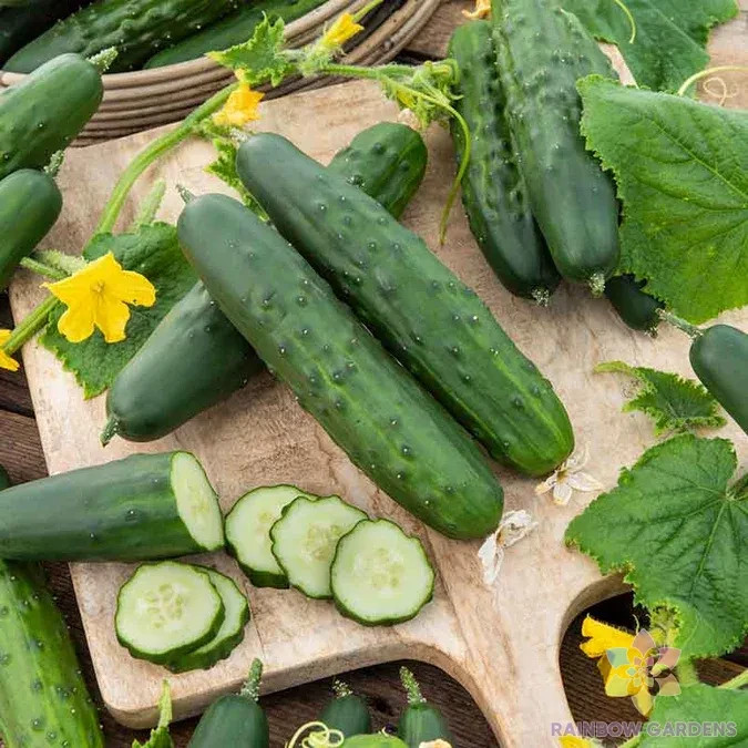 25+ Marketer Cucumber Seeds for Garden Planting – USA – FREE SHIPPING!
