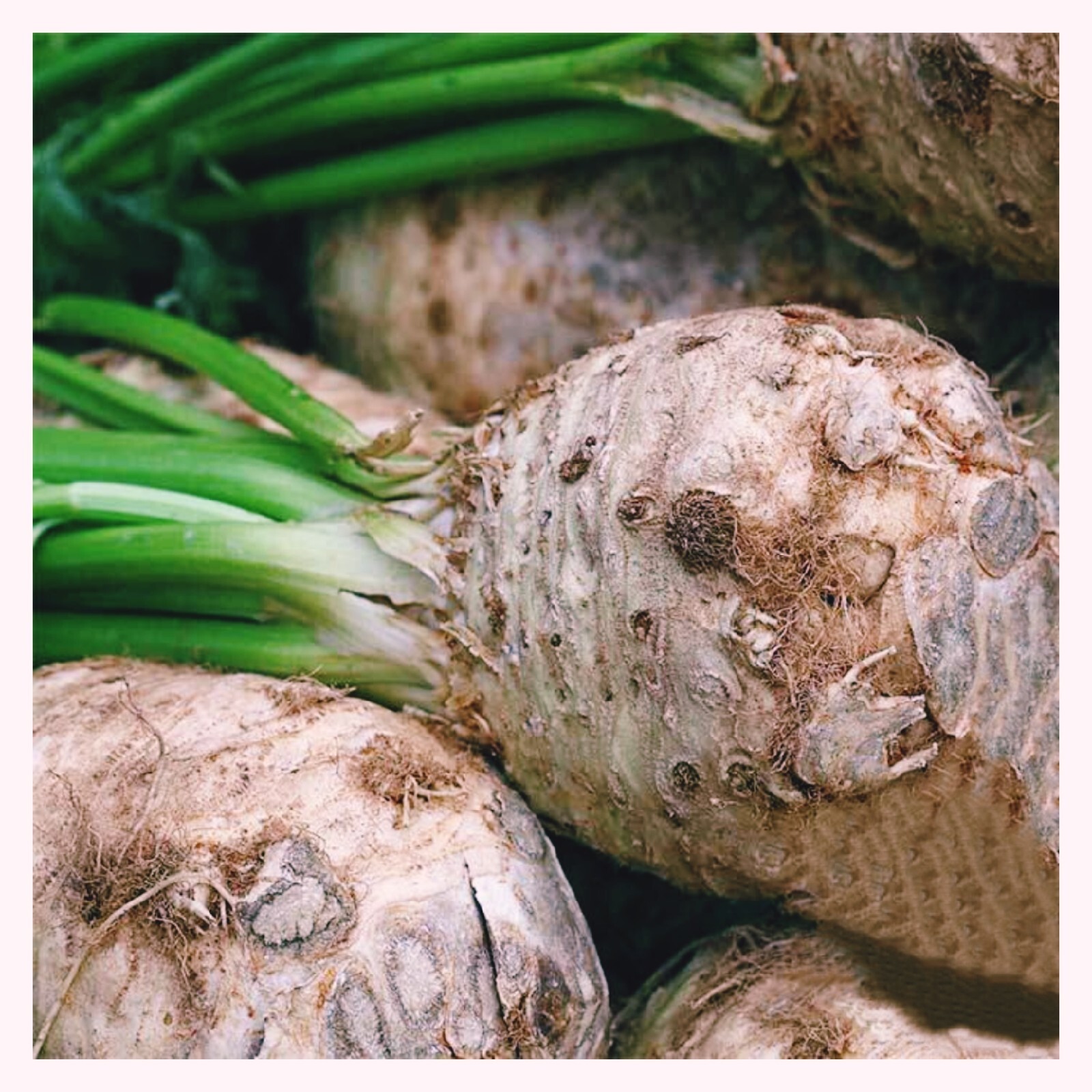 2000+ Celeriac Seeds – Giant Prague Vegetable NON-GMO Heirloom USA