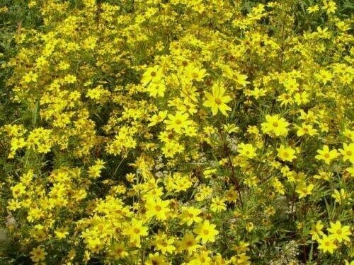 Yellow Swamp Marigold Bidens Aristosa Mutica Flower Jocad (200 Seeds)