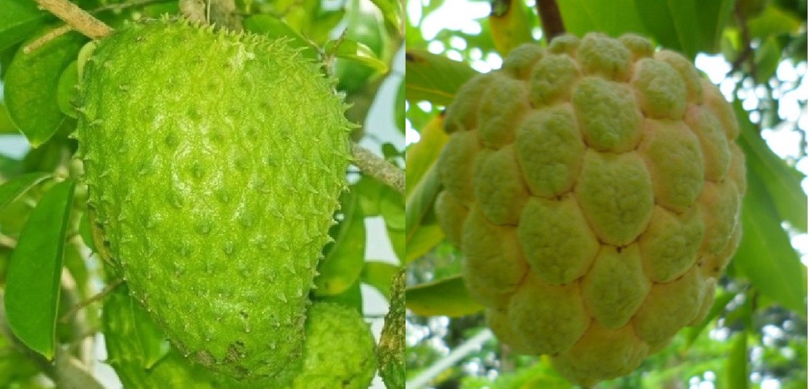 15 SEEDS-5 Soursop ,Guanabana + 10 Sugar-Apple Annona Squamosa Sweetsop Seeds US