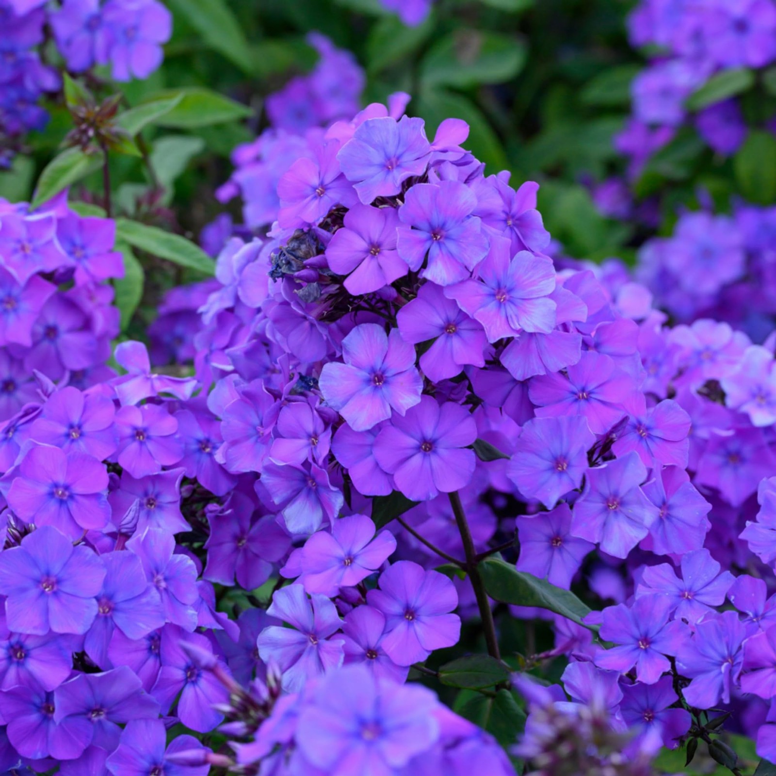 1000+ Creeping Phlox Seeds for Planting – Bright Mixed Phlox Seeds Creeping P…