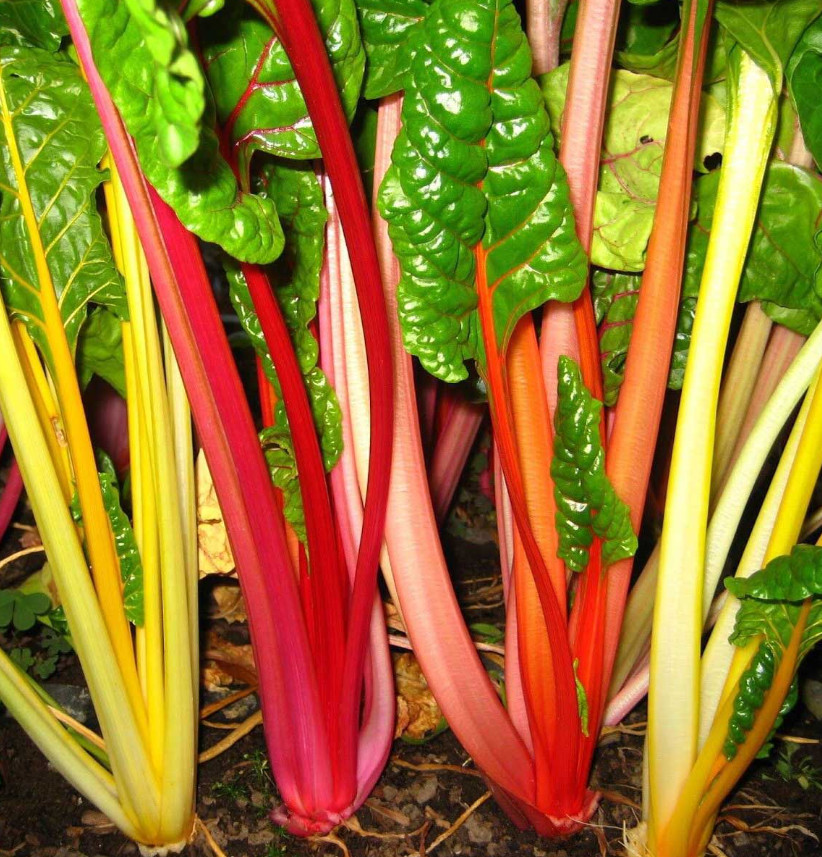 Swiss Chard RAINBOW MIX Heirloom MicroGreens Healthy Non-GMO 50 Seeds