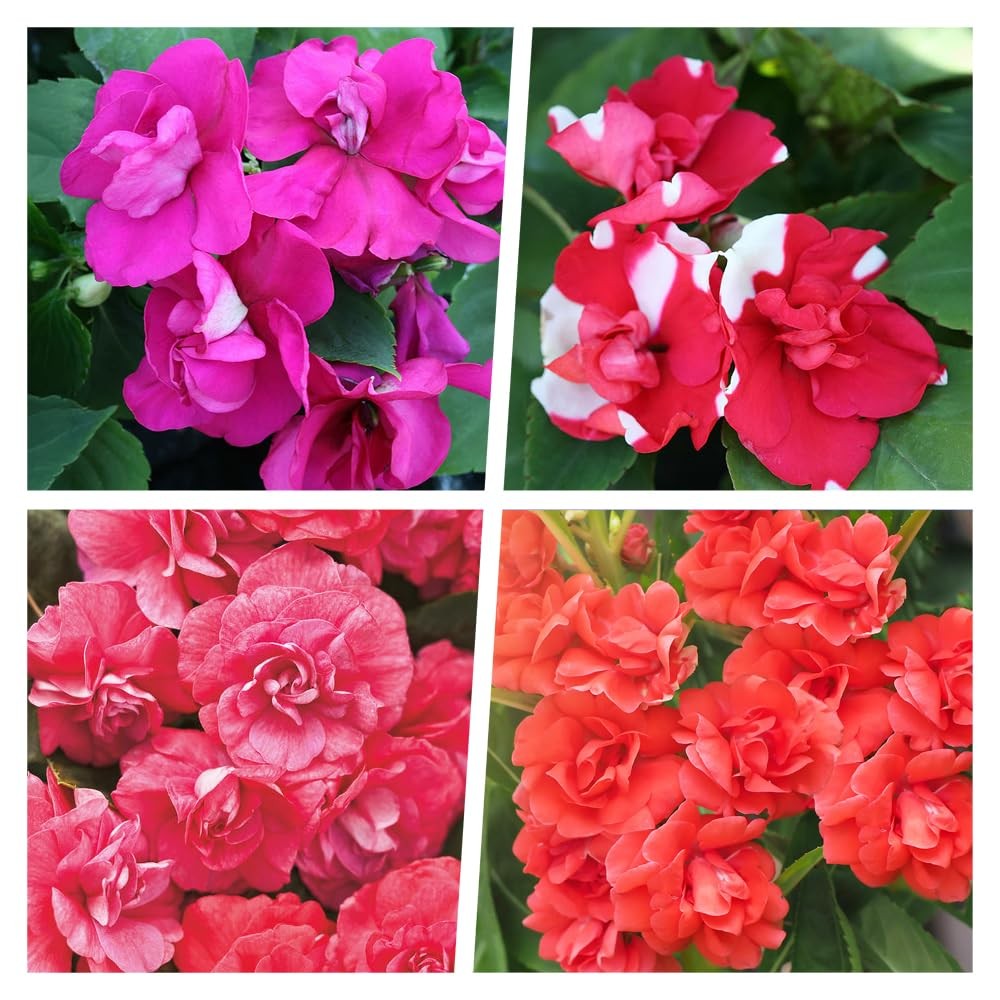 Impatiens Mixed Seeds 500+ for Planting Outdoor – Shade Tolerant Flowers