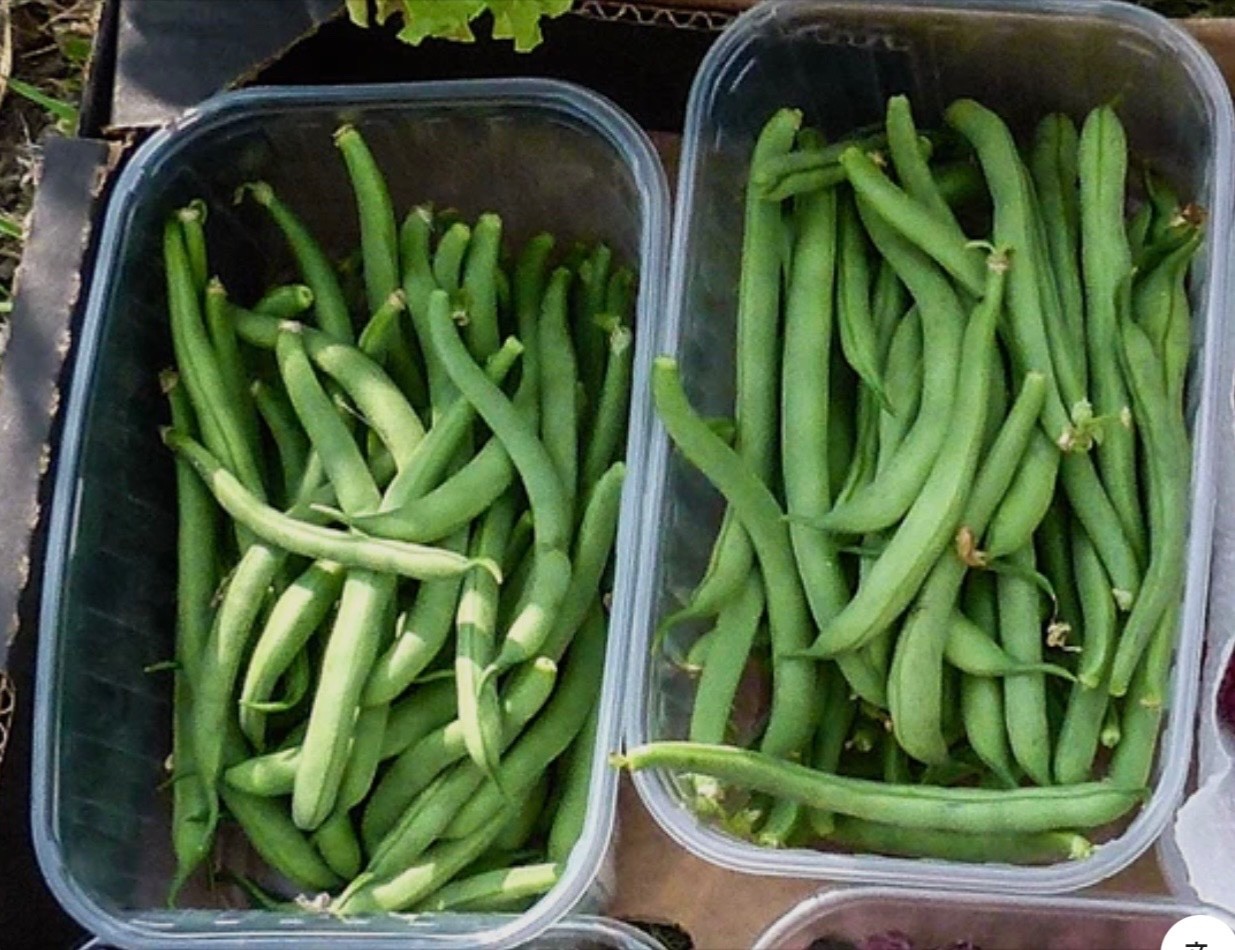 Tendergreen Improved Stringless Bush Bean – Fresh Seeds – NonGMO, USA Seller