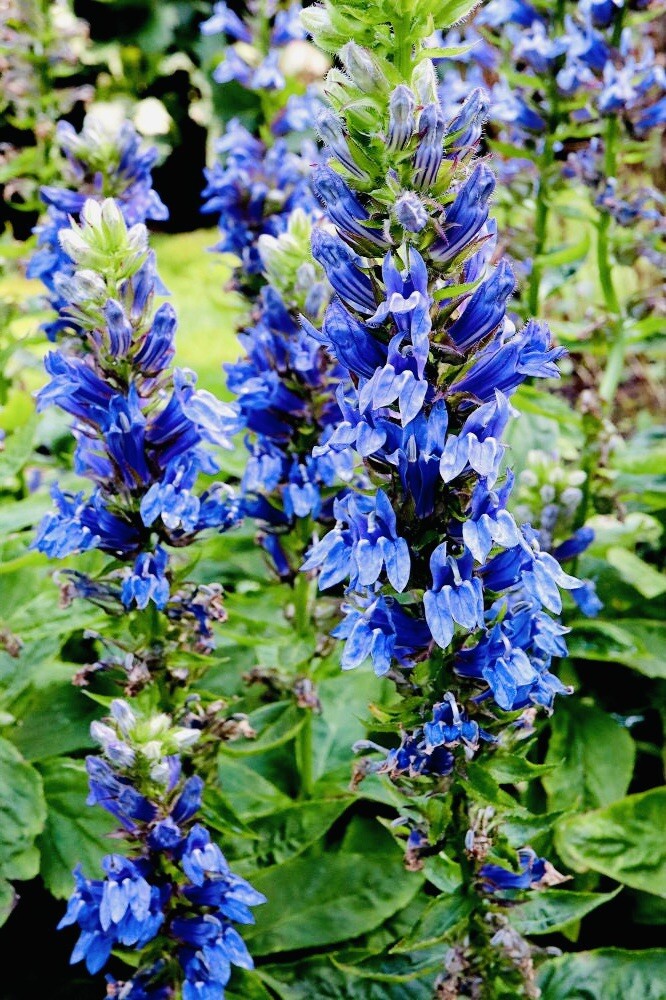 BLUE CARDINAL FLOWER SEEDS NON GMO FRESH HARVEST FREE SHIPPING