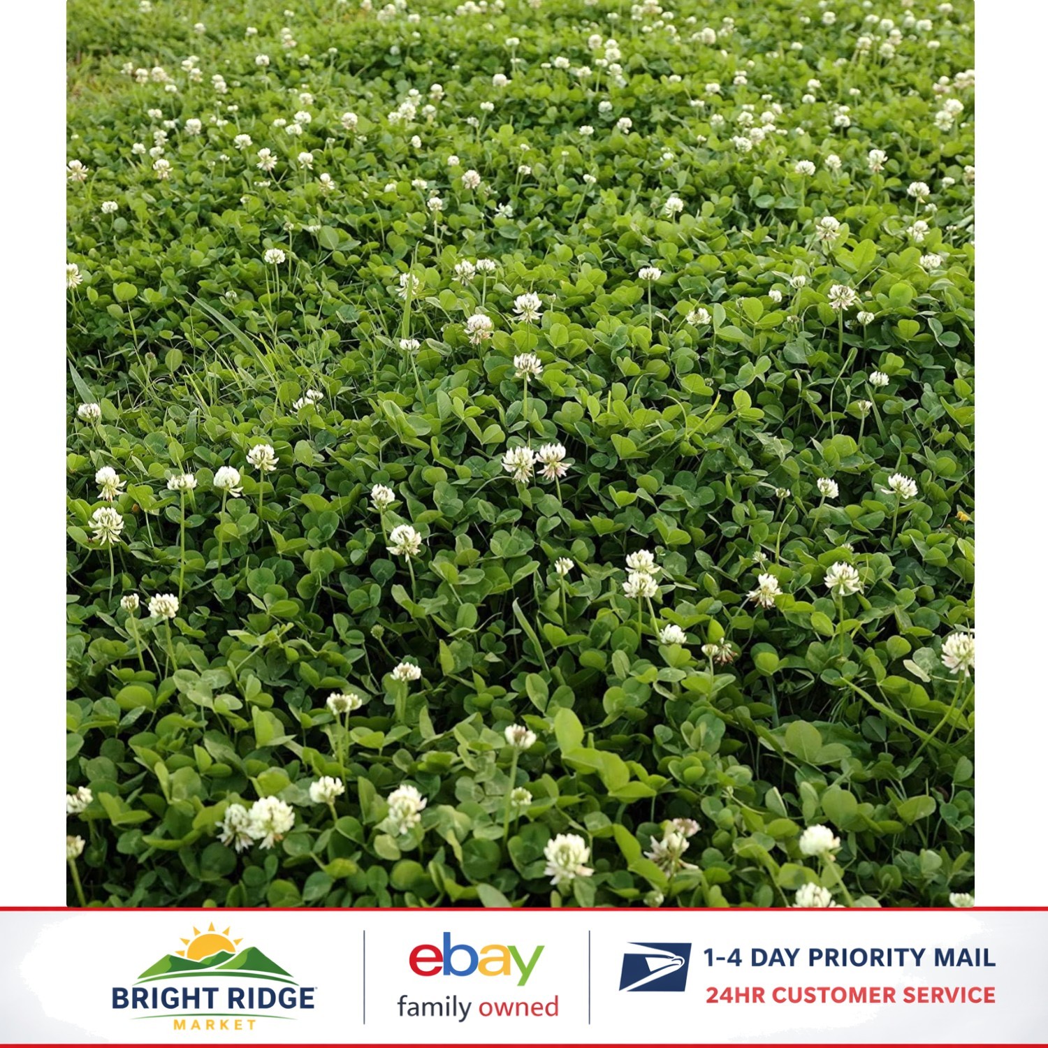 Non-GMO White Clover Seeds, Pre-Inoculated for Erosion Control & Ground Cover
