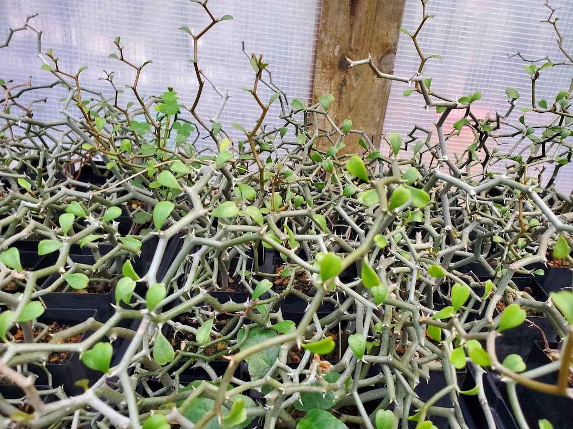 Decarya madagascariensis – Zig Zag Plant – Madagascar – Rooted Lot Dm1