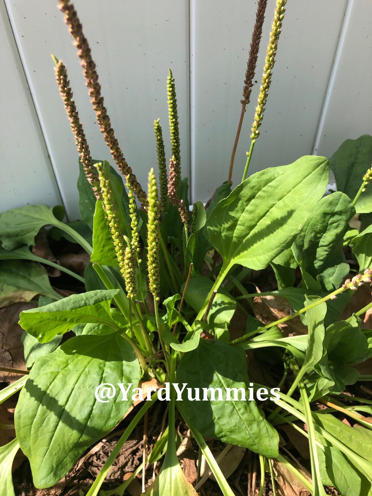 Broadleaf Plantain 200 SEEDS – Plantago Major Common Plantain- Perennial Herb