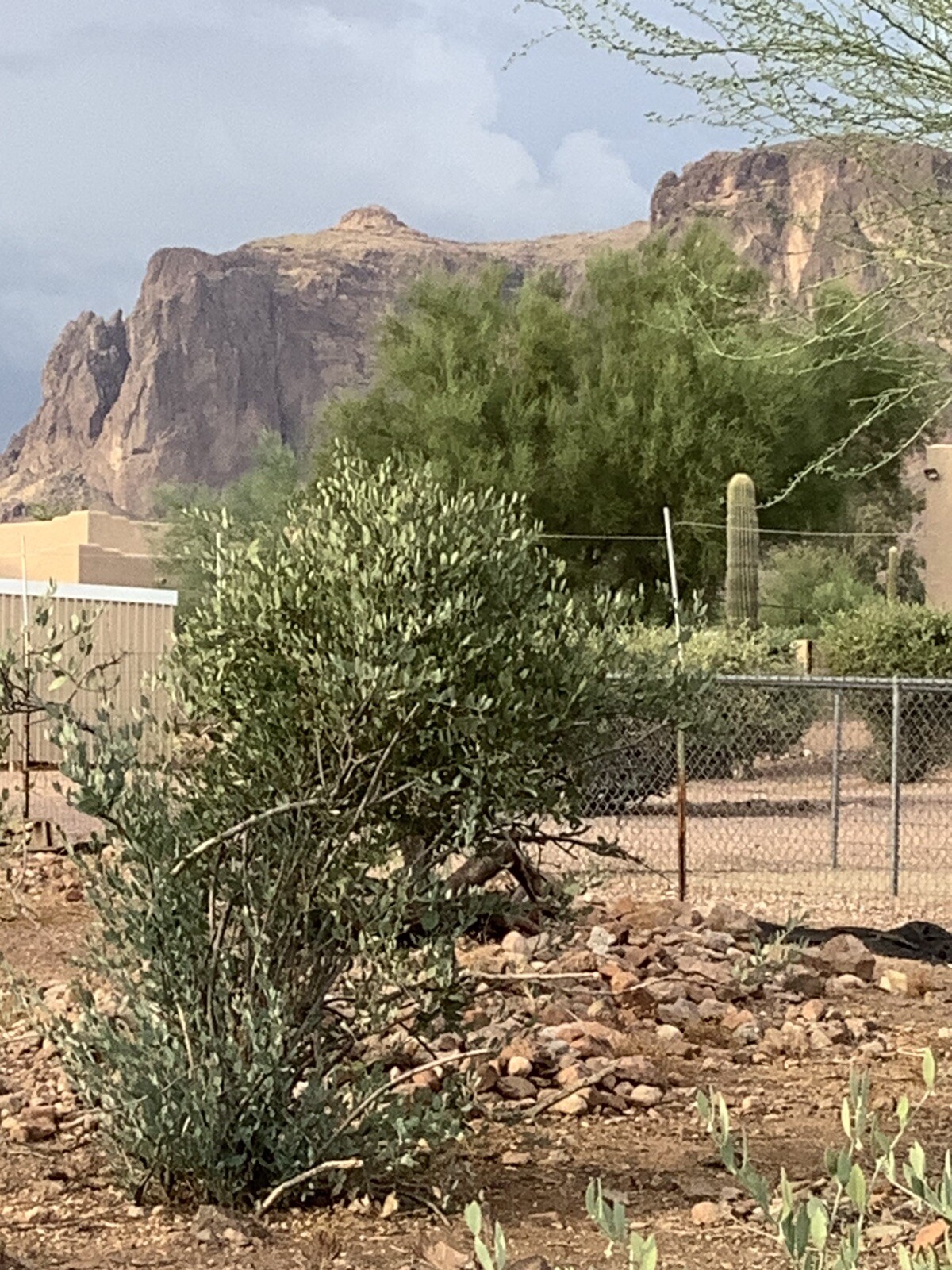 Authentic Superstition Mountain Jojoba Seed 20 count Packs