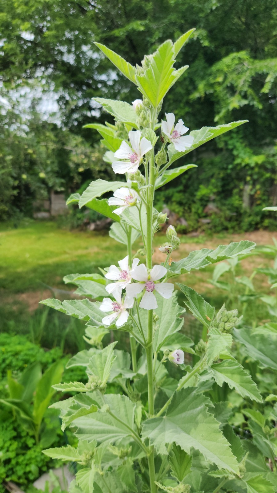 50 Marshmallow Seeds open pollinated, Non-GMO ready to plant cold stratified