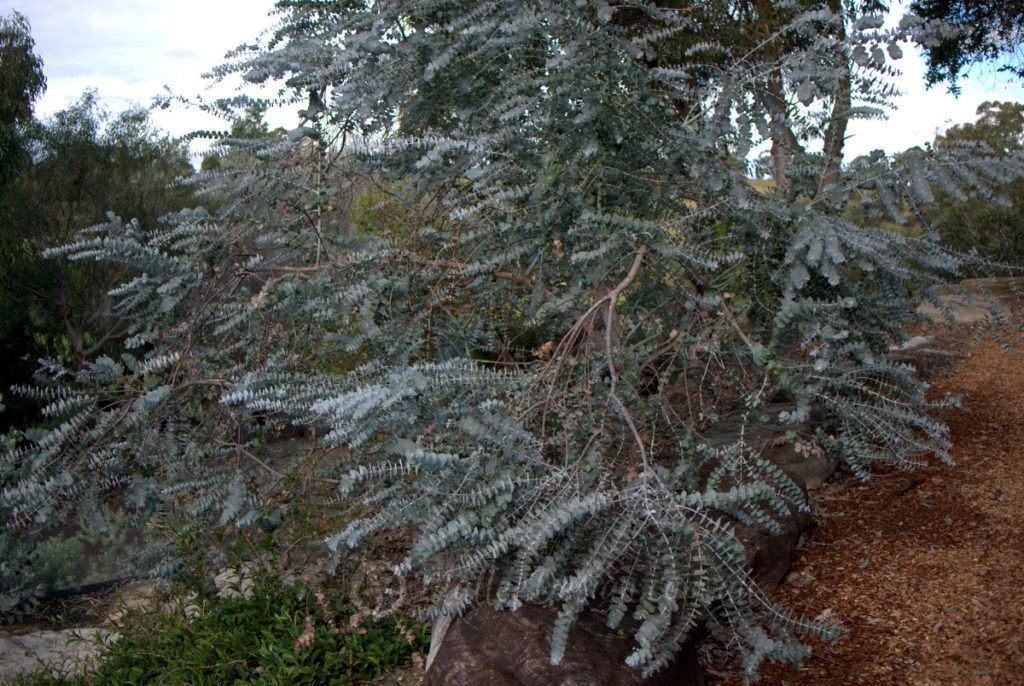 Eucalyptus Pulverulenta aka Silver Mountain Gum Tree 10 Seeds Free Shipping!
