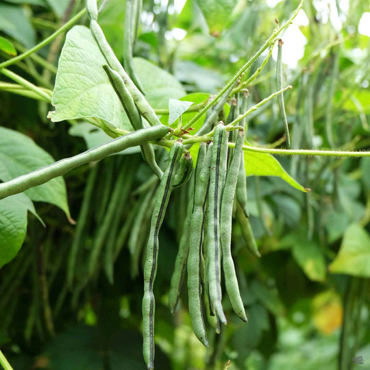 Jade Green Bean Seeds (Bush) | Slender Delicate Haricot Vert Vegetable Seed 2024
