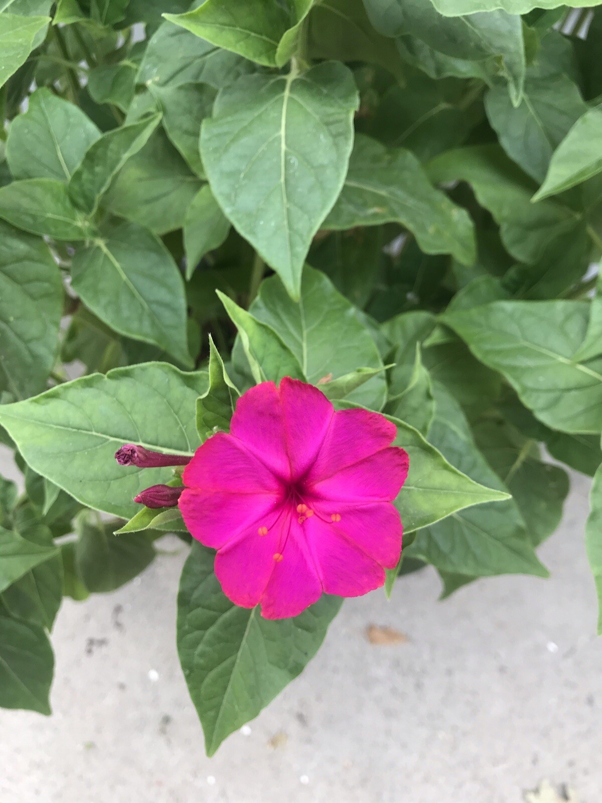 Mirabilis jalapa 4 o’clock seeds magenta pink 25 SEEDS