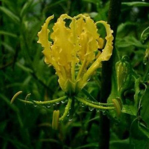 Gloriosa superba lutea | Flame or Climbing Lily | 25 Seeds