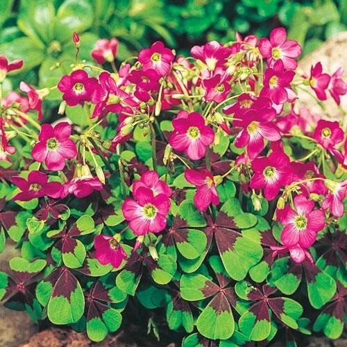 Pack of 15 Gorgeous Iron Cross Shamrock Oxalis Tetraphylla Bulbs