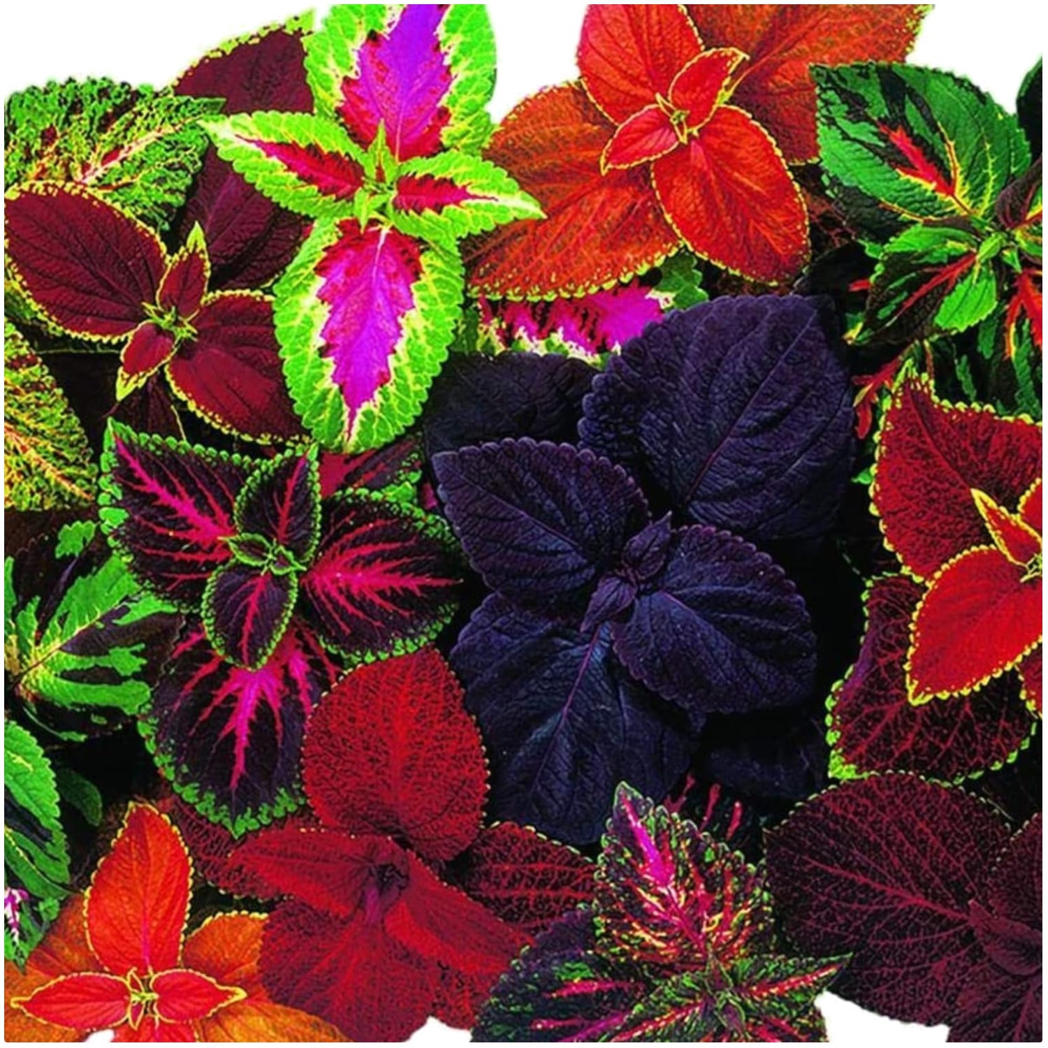 Giant Exhibition Coleus Seeds – Vibrant Mix for Indoor & Outdoor Gardens, Pac…