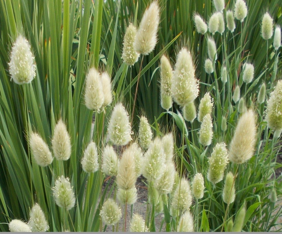 Bunny Tail Ornamental Grass (100 seeds) – Easy to grow and fun!