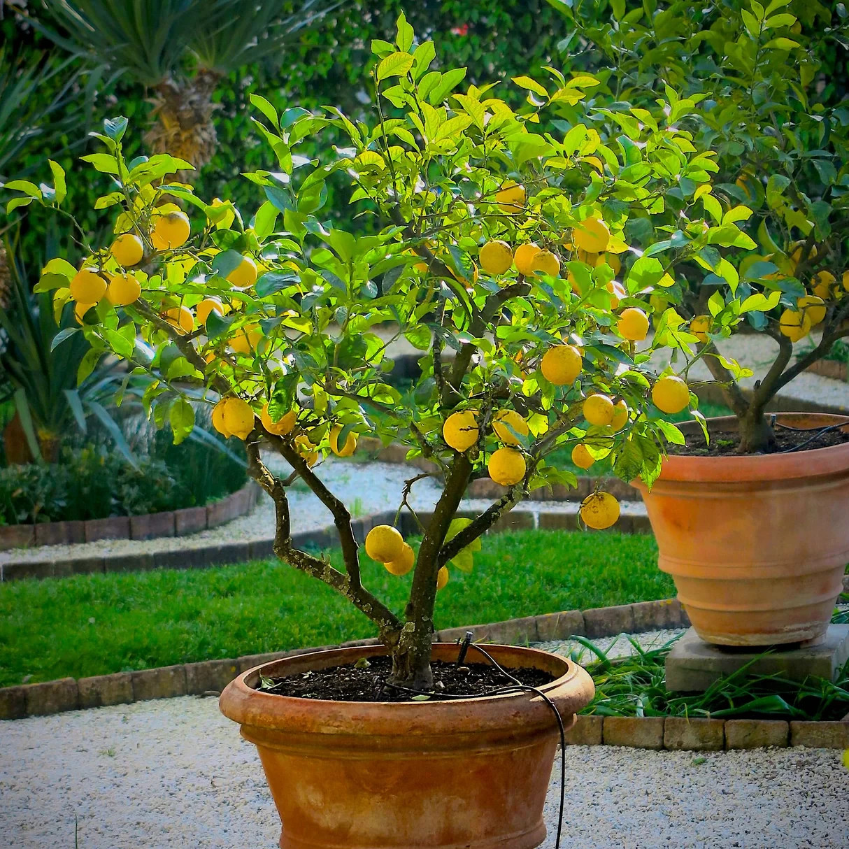 25 Organic Lemon Seeds for Planting – Citrus Fruit Tree Seeds Home Garden