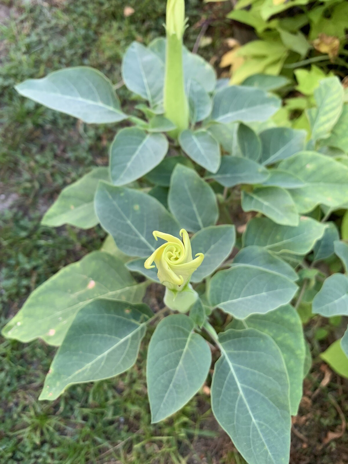 (200 SEEDS) White Moon Flower Angel’s Trumpet Day&Night Bloom Datura. 2023 Seeds