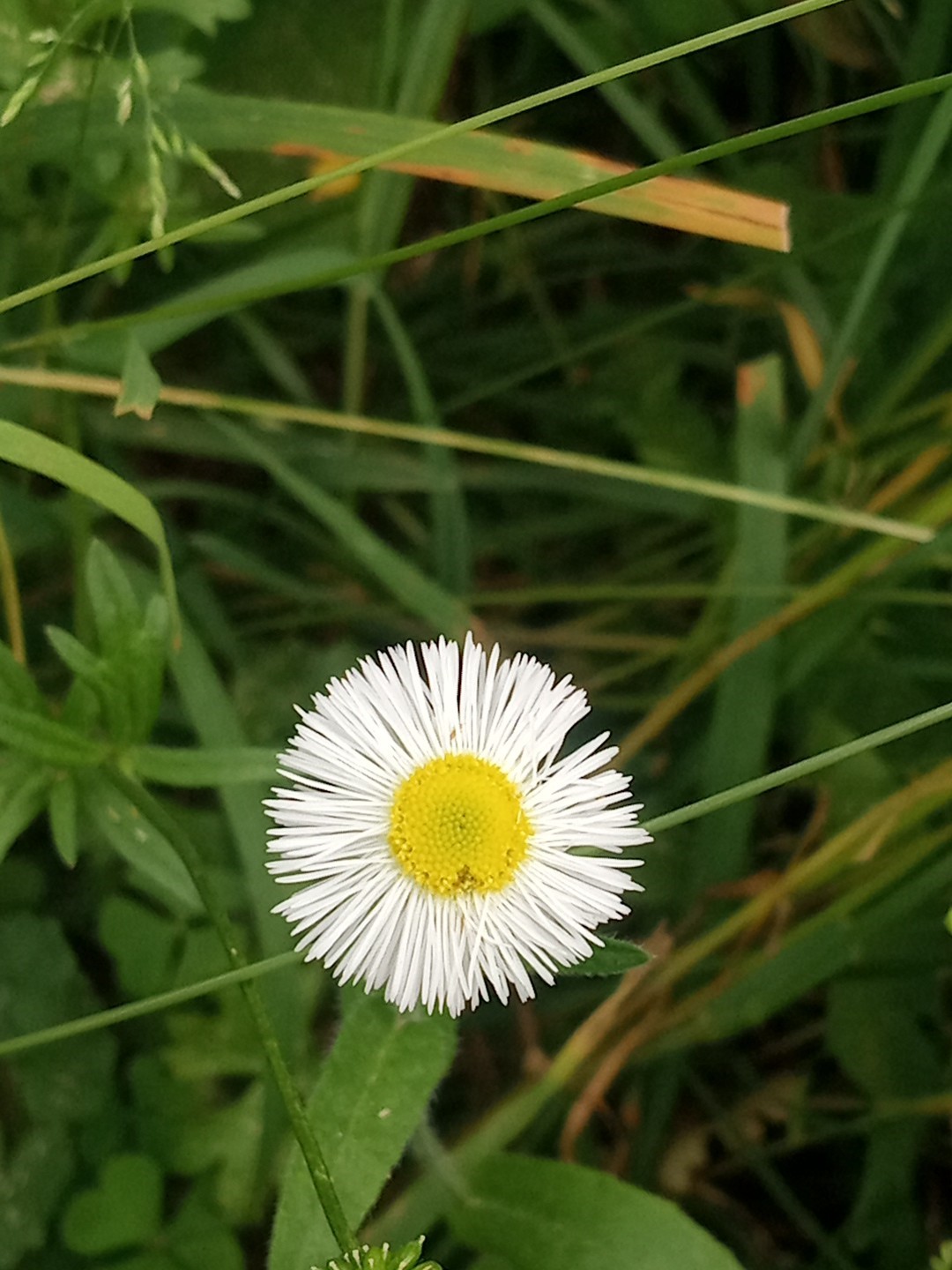 Philadelphia Fleabane Seeds Erigeron Philadelphicus Native Daisy Wildflower 500+