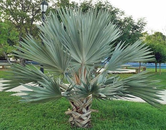 Brahea Armata Blue Hesper Palm Tree (8 Seeds) Rare