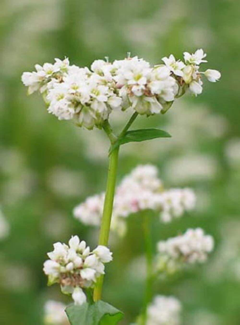 200 BUCKWHEAT Fagopyrum Esculentum Grain Cover Crop Ground Cover Flower Seeds