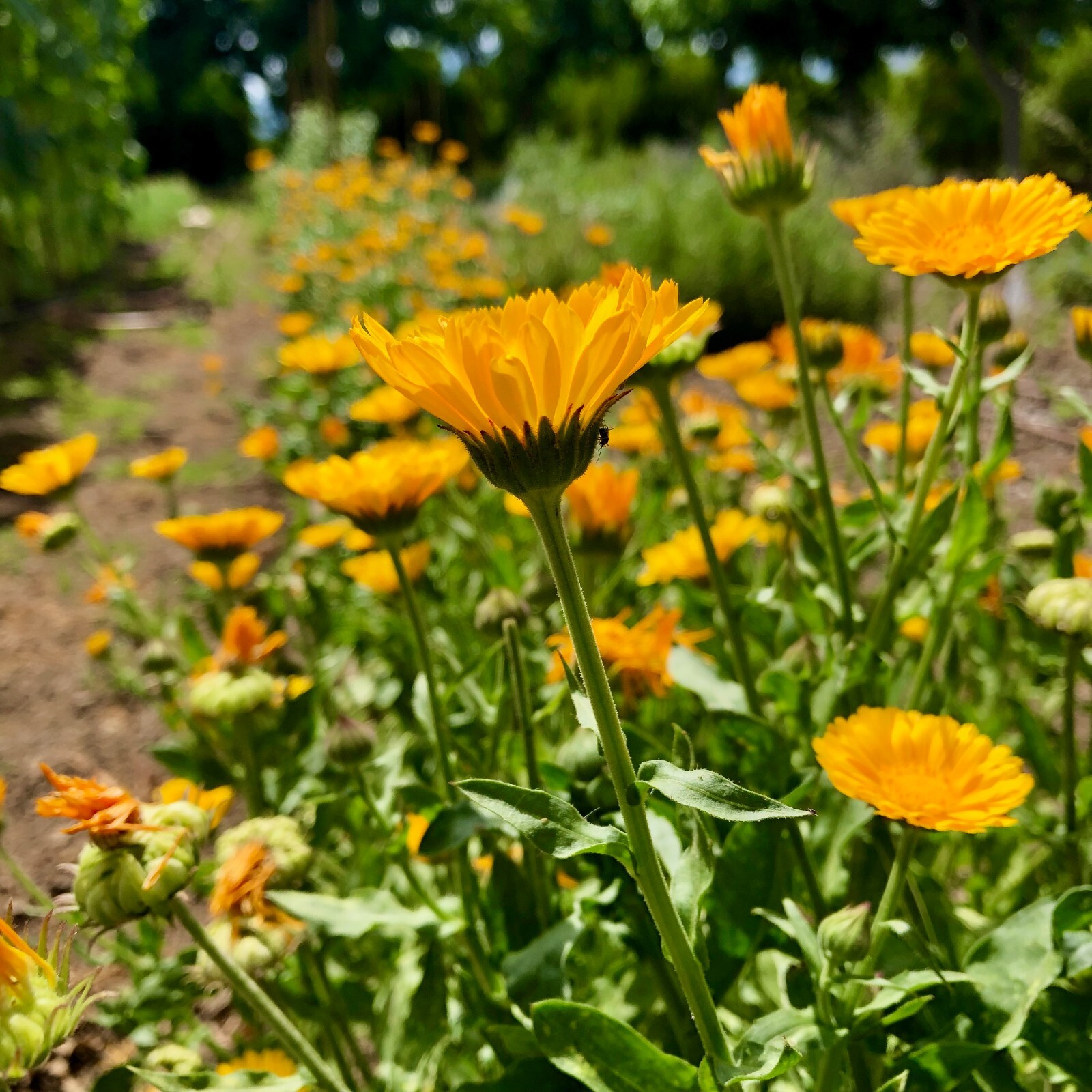 Resina Calendula Seeds – Pot Marigold, Yellow Organic Officinalis Herbal Salves