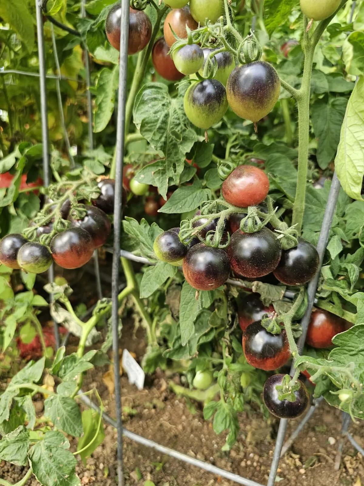 10 seeds Dwarf Mocha’s Cherry Tomato ORGANIC Rare Anthocyanin Variety