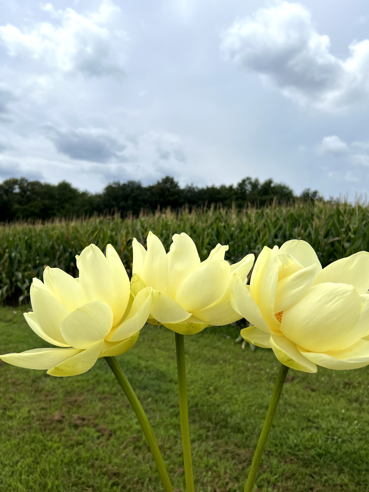 10 Seeds Yellow Lotus Flower Seeds American Water Lily for Pots or Pond