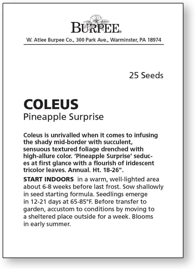 Pineapple Surprise Coleus Seeds 25 Seeds