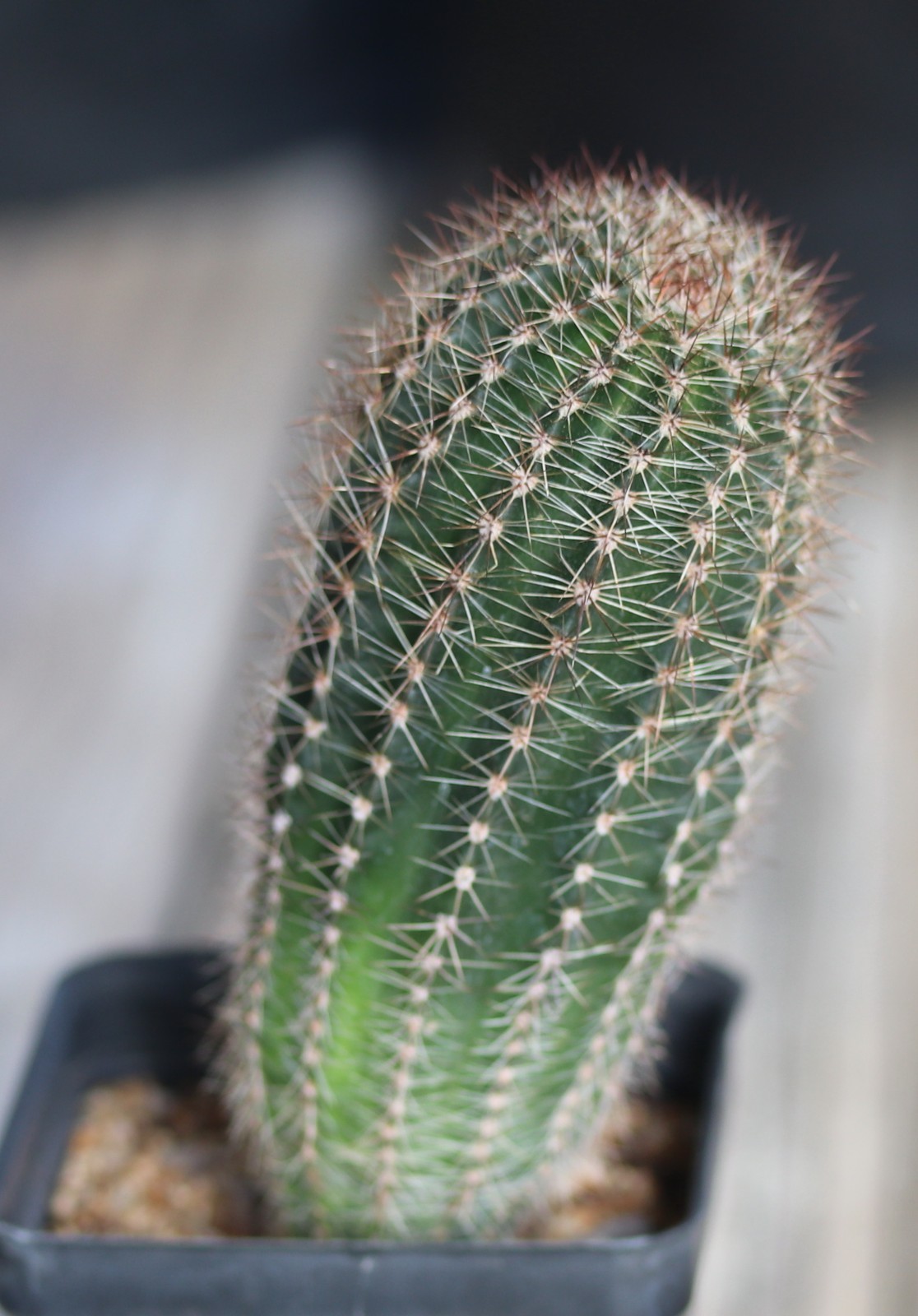 Echinopsis hybrid ‘Rouge Madness’