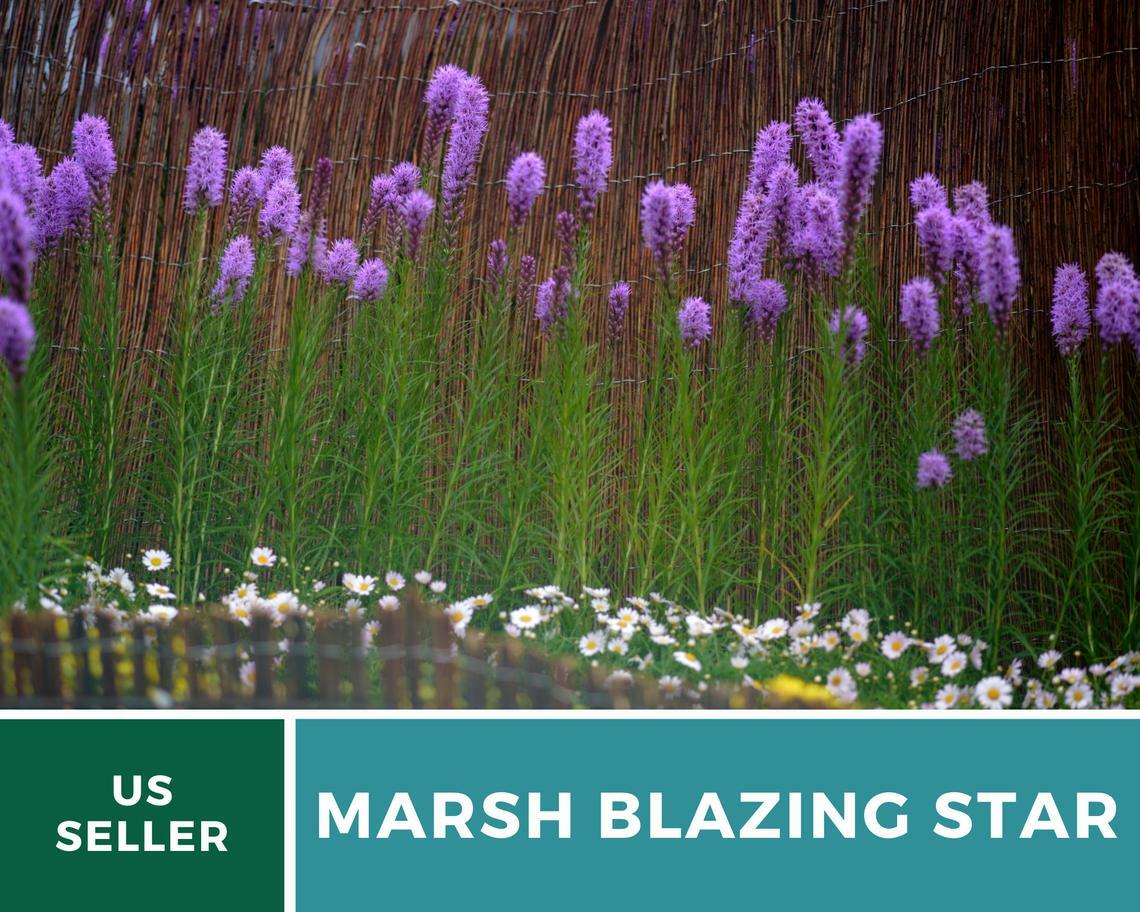 Blazing Star, Marsh – 150 Seeds, Heirloom Flower (Liatris spicata)