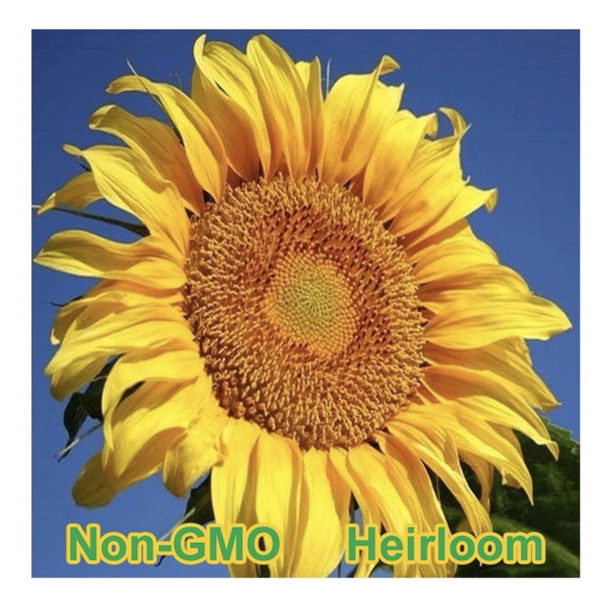 Mammoth Grey-Stripe Sunflower Seeds BULK | Non-GMO | Heirloom Garden Seeds