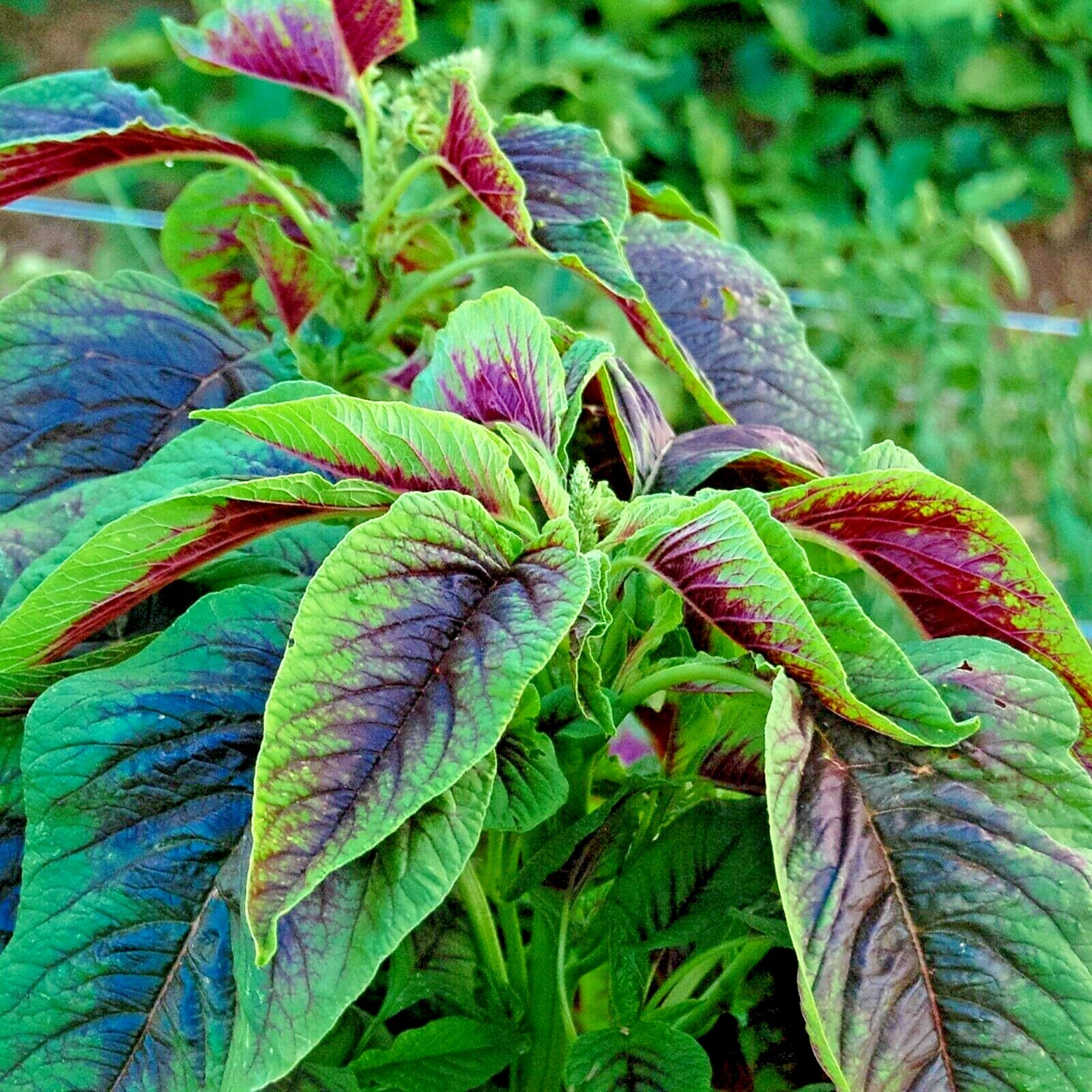RED AMARANTH 100+ SEEDS STRIPE LEAF CHINESE SPINACH YIN CHO VEGETABLE GARDEN