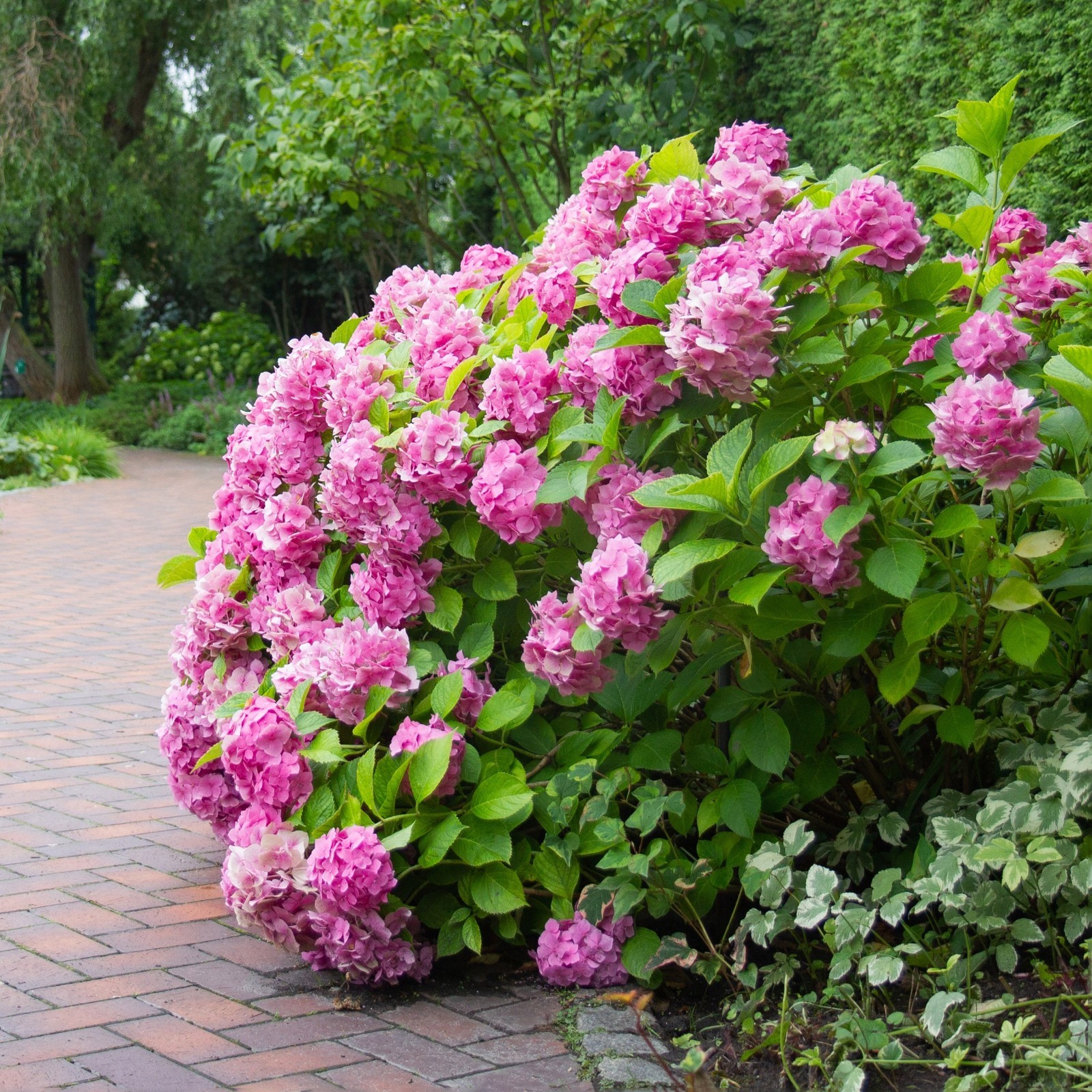 Garden State Bulb Pink Beauty Hydrangea Shrub, Bare Root, Spring Planting