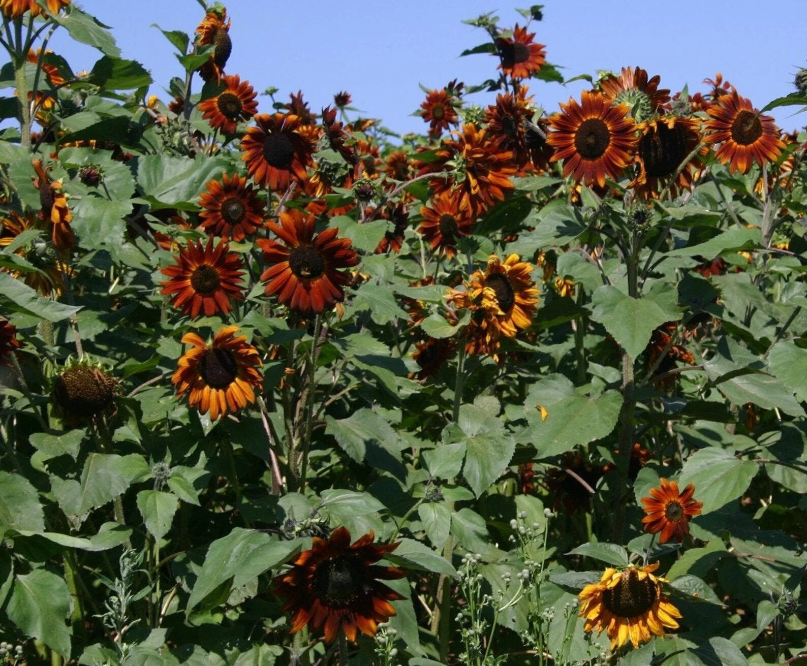 Purple Chocolate Cherry Sunflower Seeds for Planting – 25 Non-GMO Heirloom Seeds