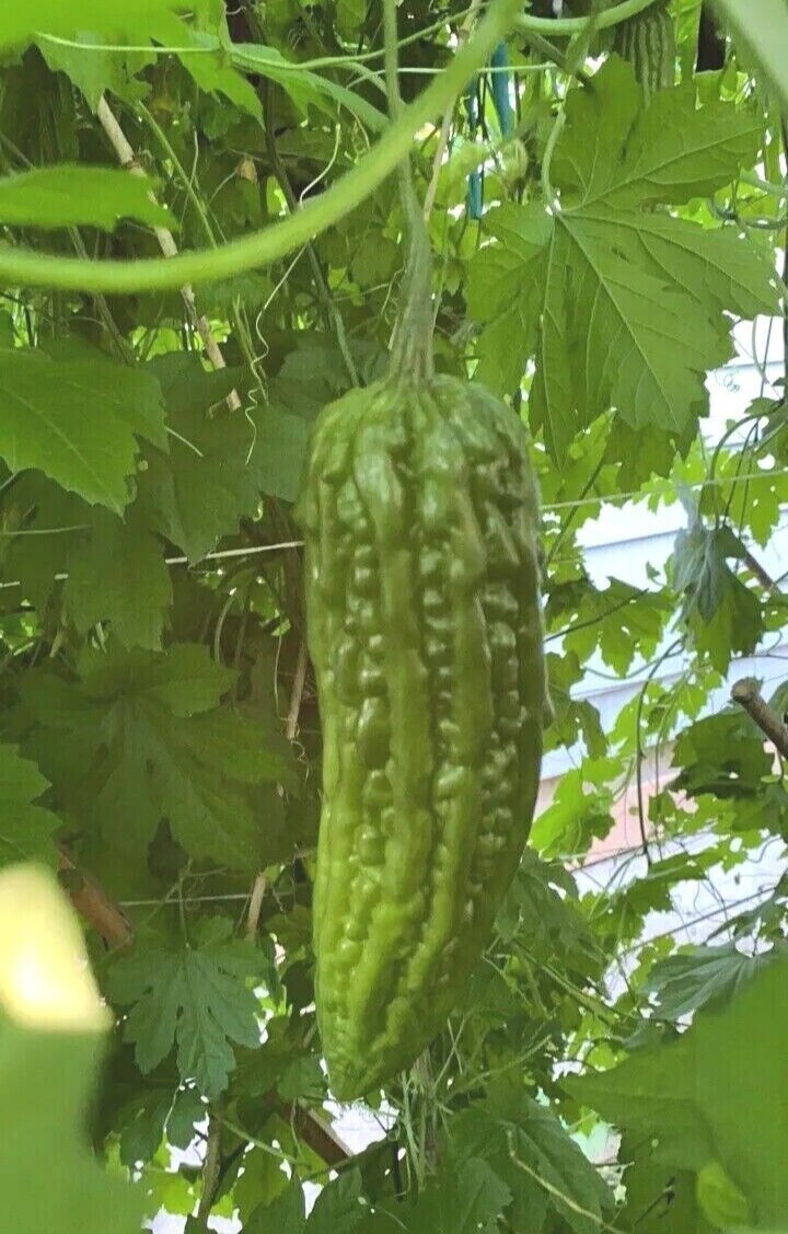15 Chinese Bitter Melon Vegetable Gourd Squash Seeds 有机苦瓜种子 – Heirloom Variety