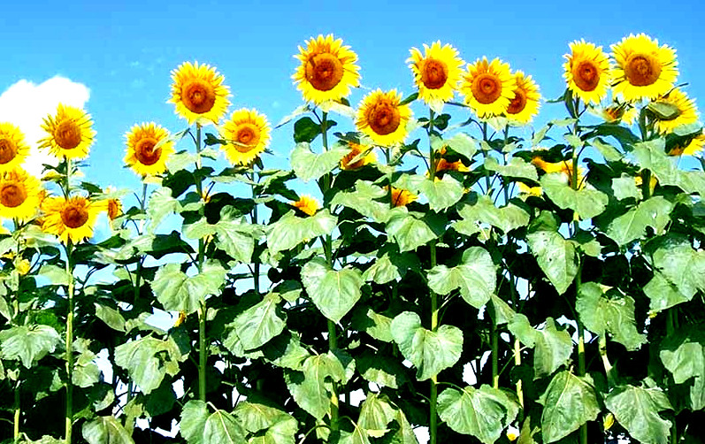 American Giant Sunflower Seeds 25+ Seeds NON-GMO BUY 4 GET FREE SHIPPING
