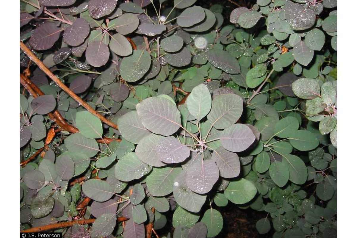 1-1000 PCS Purple Smoketree Tree Seeds Cotinus Coggygria Purpureus Flower 0155