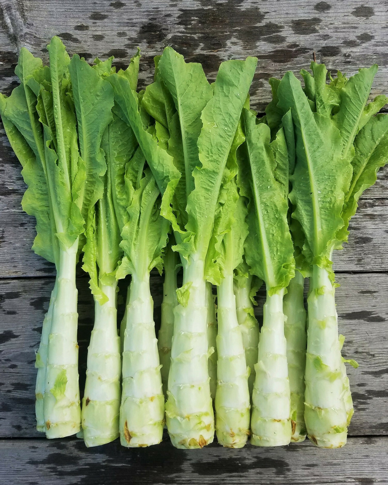 Celtuce Seeds | Summer 38 Chinese Stem Lettuce 莴笋 油麦菜 Asian Vegetable Seed 2024