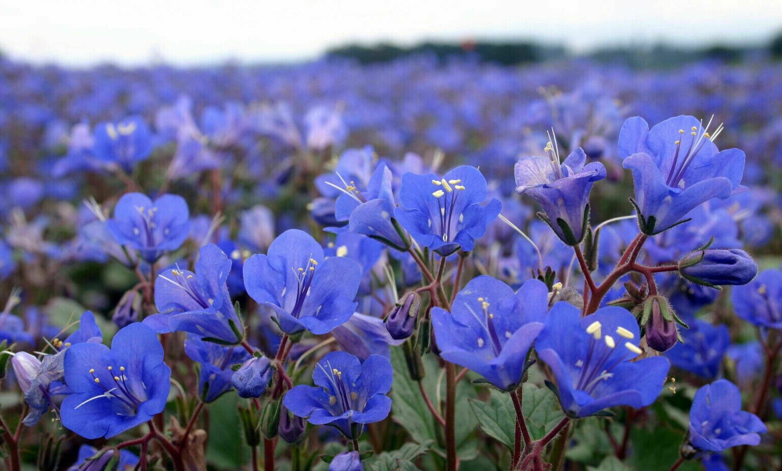 California Bluebell Flower Seeds, Desert Canterbury Phacelia, FREE SHIPPING
