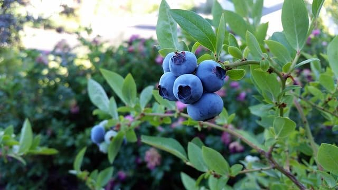 Mix Bonsai Fruit Seeds for Planting – 5 Variety Individual Packs: 40+ Lemon
