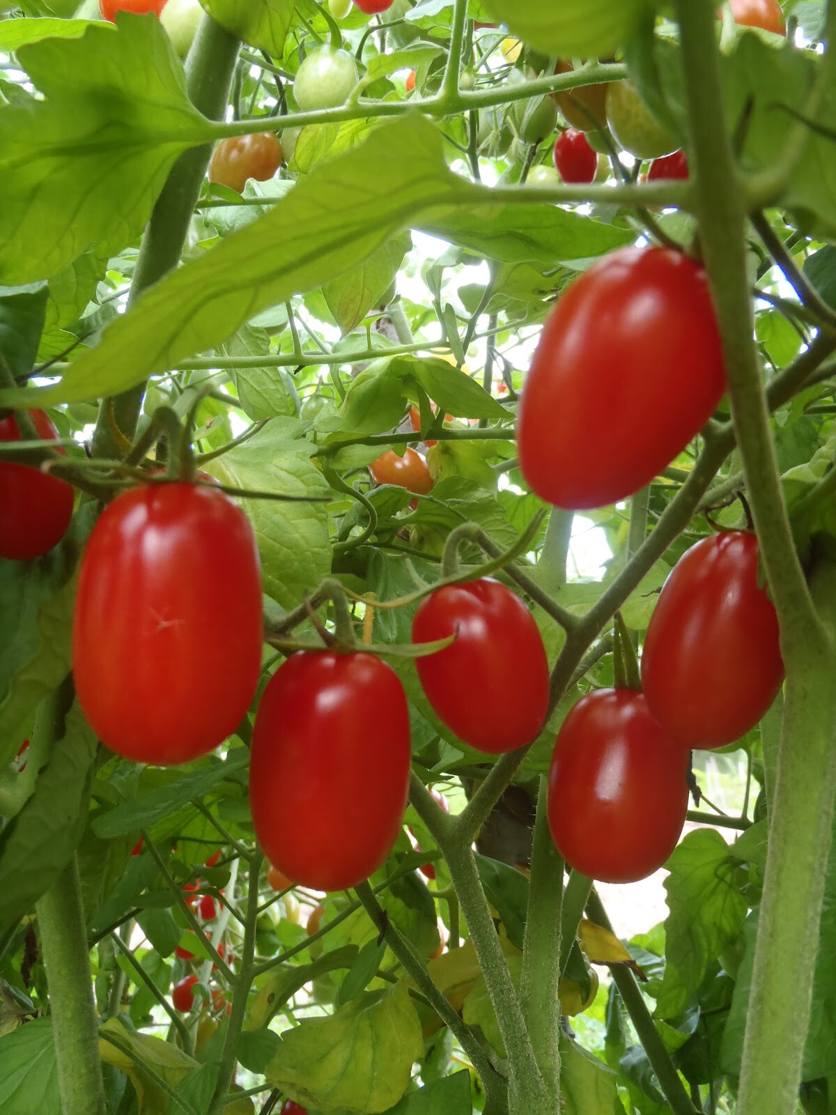 Sugar Bomb Grape Tomato Seeds (30) / ORGANIC / FLORIDA GROWN /FANTASTIC FLAVOR