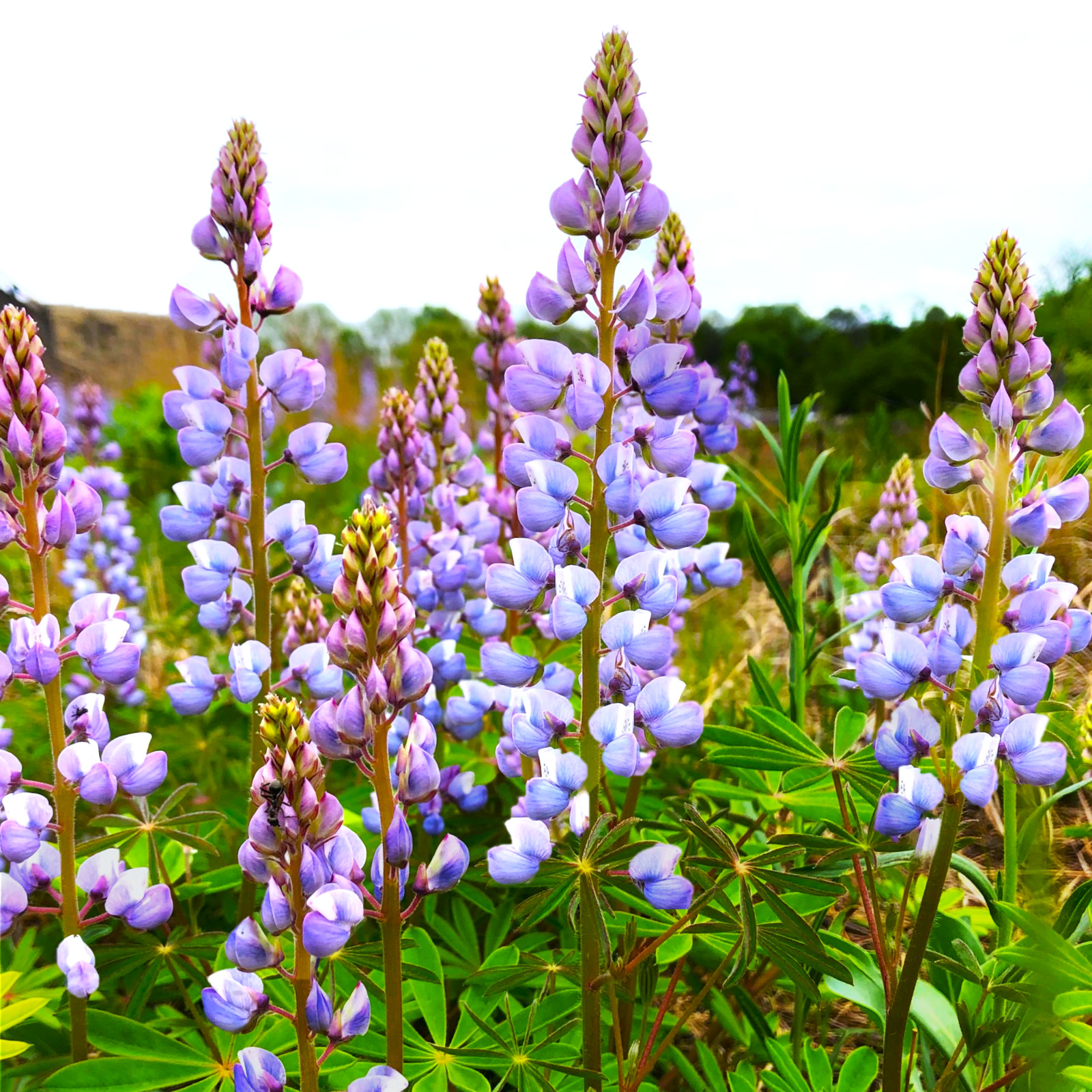 Blue Bonnet Perennial Lupine Seeds | Sundial Lupin Bluebonnet Flower Seed 2025