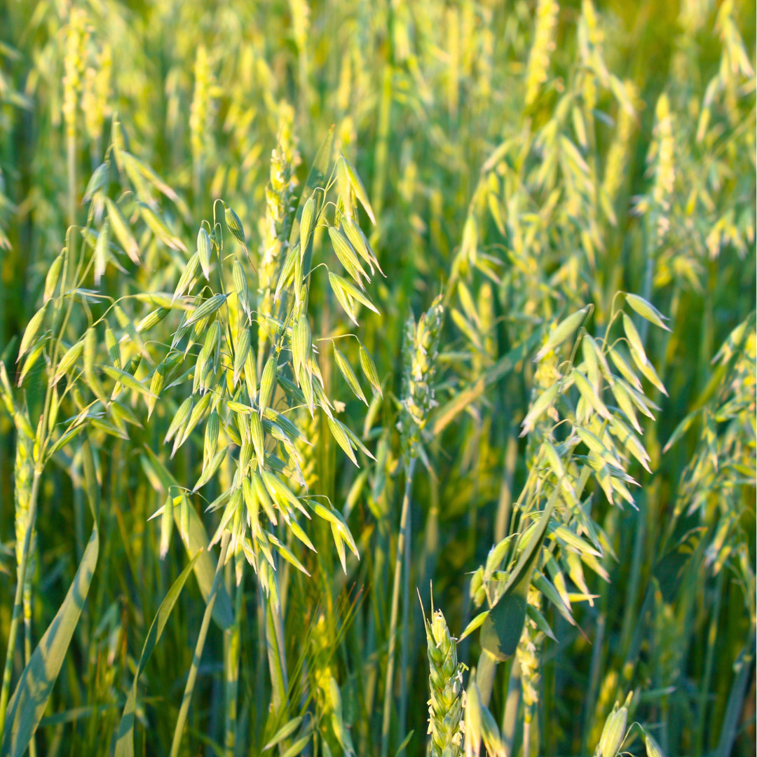 Fresh Premium Oat Plant Seeds | Organic | Hulless | Heirloom Non-GMO | Grains