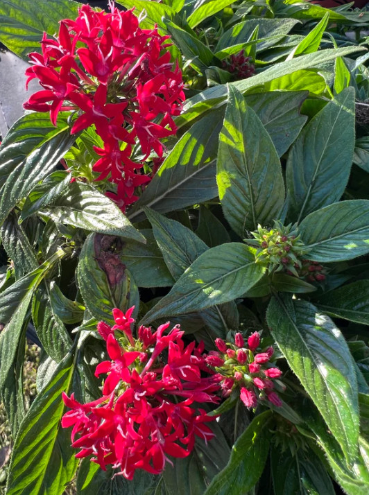 Set 2 Lil Red Pentas Plant – 4-8″ Tall – Compact Red Flowering Plant for Pollina